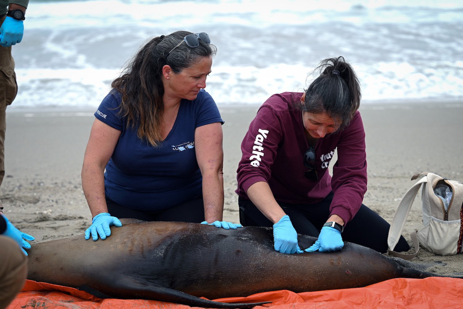 California Sea Lions Suffer from Toxic Algae Bloom