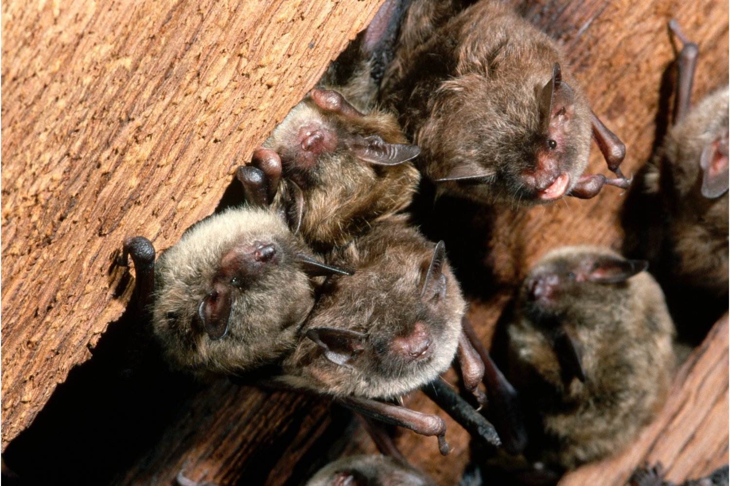 California Art Teacher Dies From Rare Rabies Infection After Suspected Bat Bite