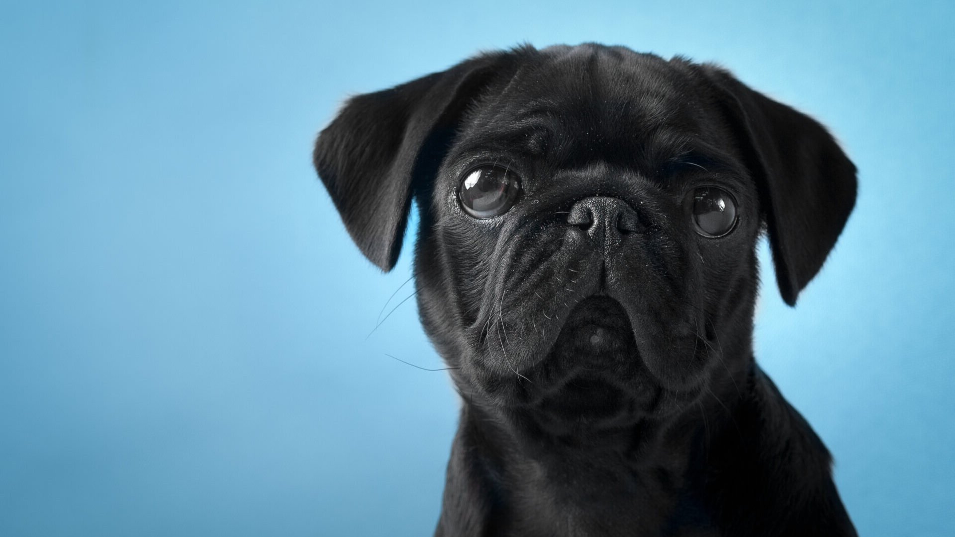 Do Dogs Remember Shared Moments With Their Owners?