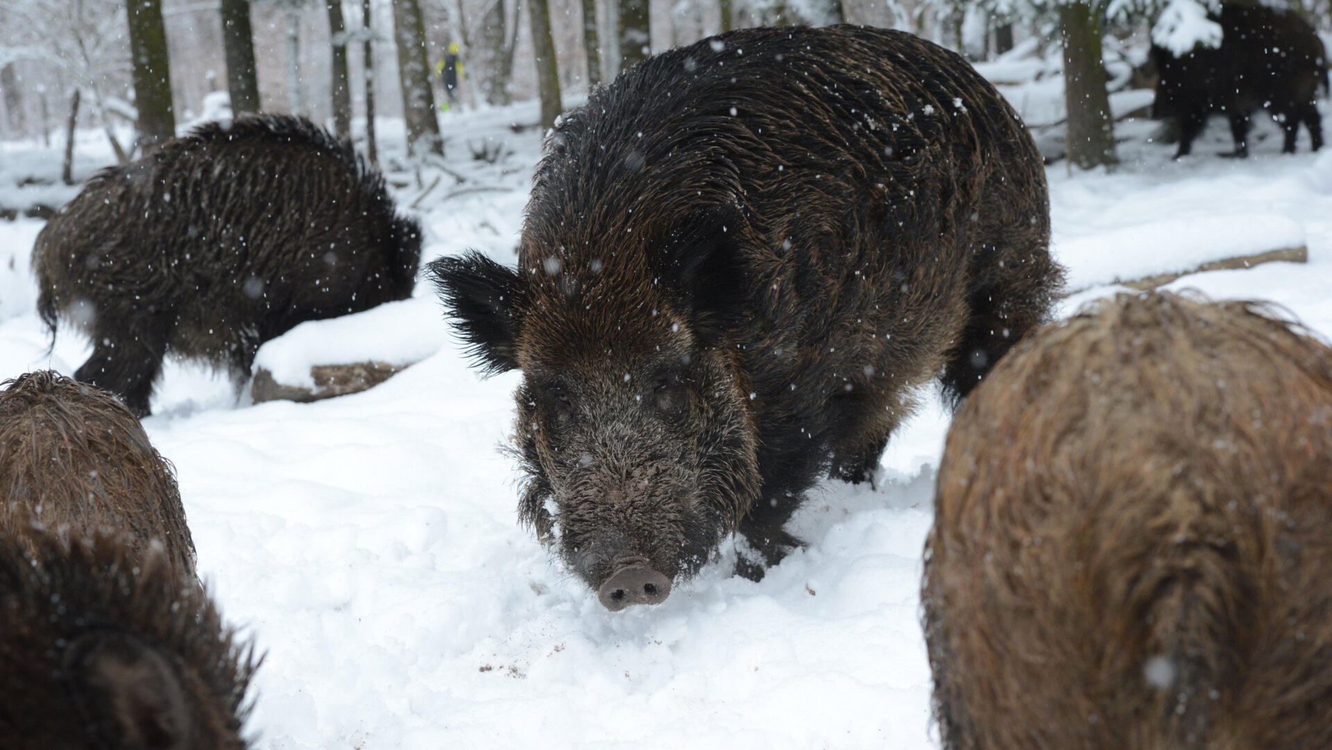 Invasive "Super Pigs" Threaten to Cross US-Canada Border