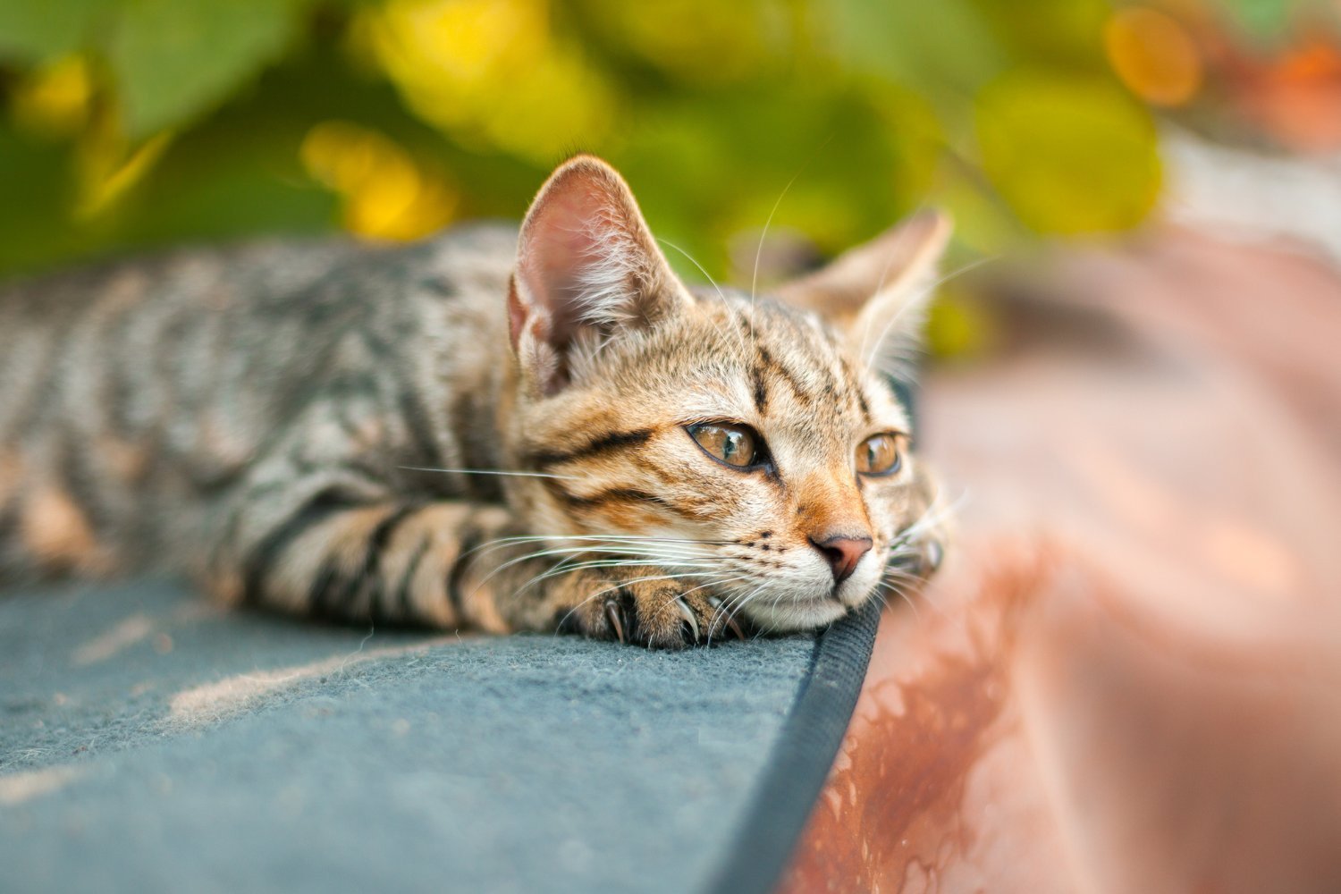 Do Cats Grieve the Loss of Other Pets?