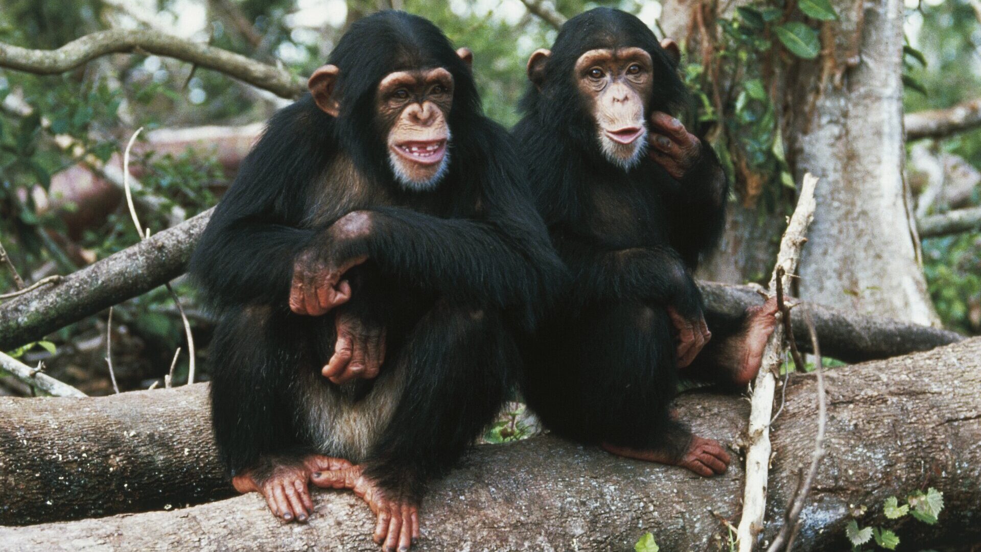 Chimpanzee Gestures Mirror Human Conversation: New Study