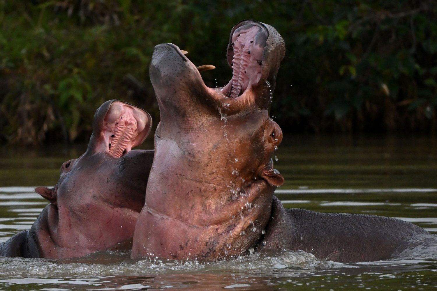 Colombian Court Orders Hunt for Escobar's Hippos