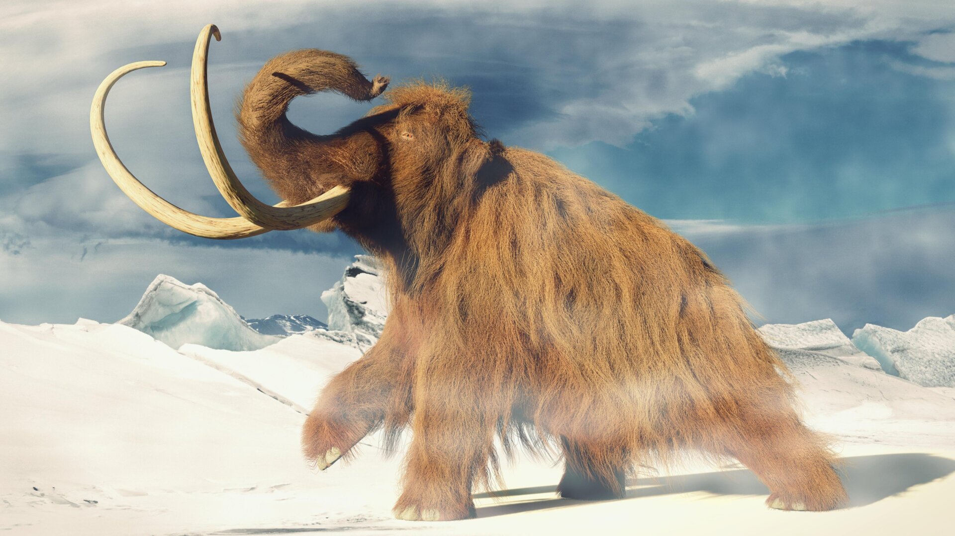 An artist’s impression of a woolly mammoth.