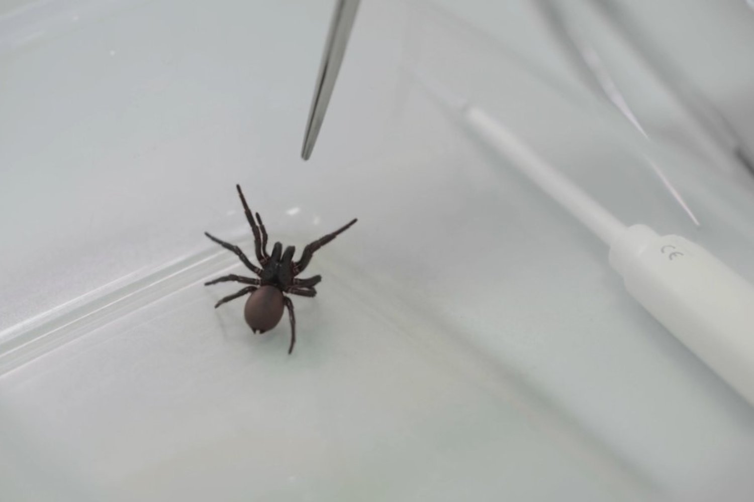 Spider Venom: A Potential Breakthrough in Heart Attack Treatment