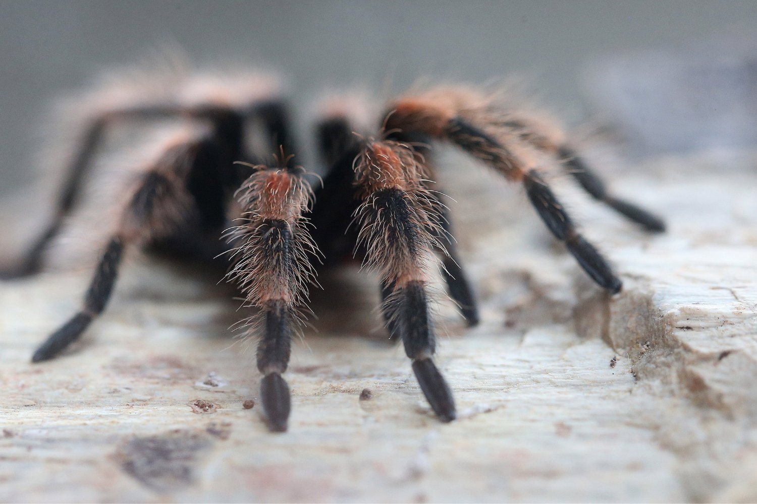 Tarantulas: Surprisingly Social Spiders with Unique Animal Partnerships