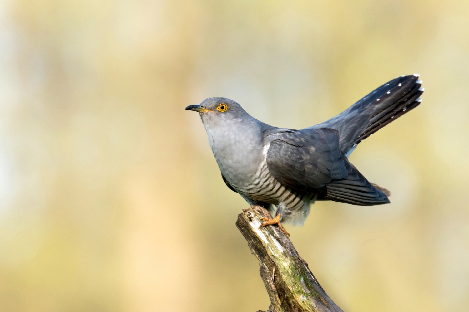 Decoding the Cuckoo: From Clocks to Cultural Icon