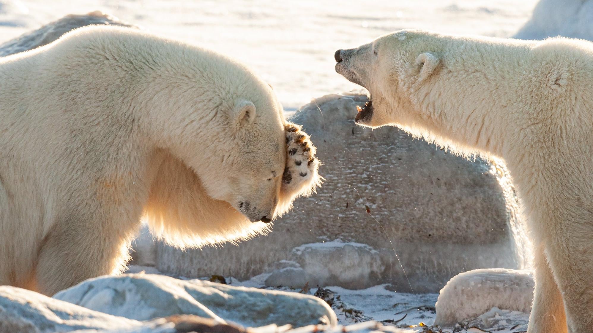 Hilarious Wildlife Photography: Nikon Comedy Wildlife Awards