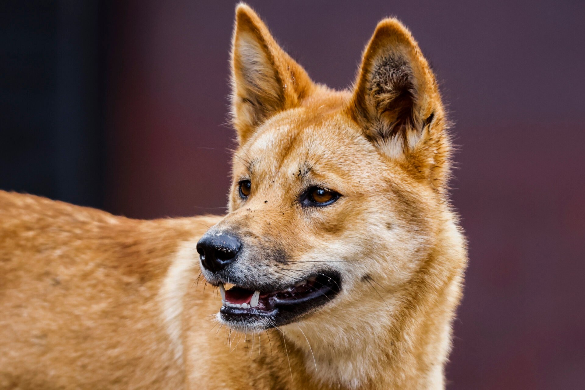 Dingo DNA Reveals Limited Interbreeding with Domestic Dogs