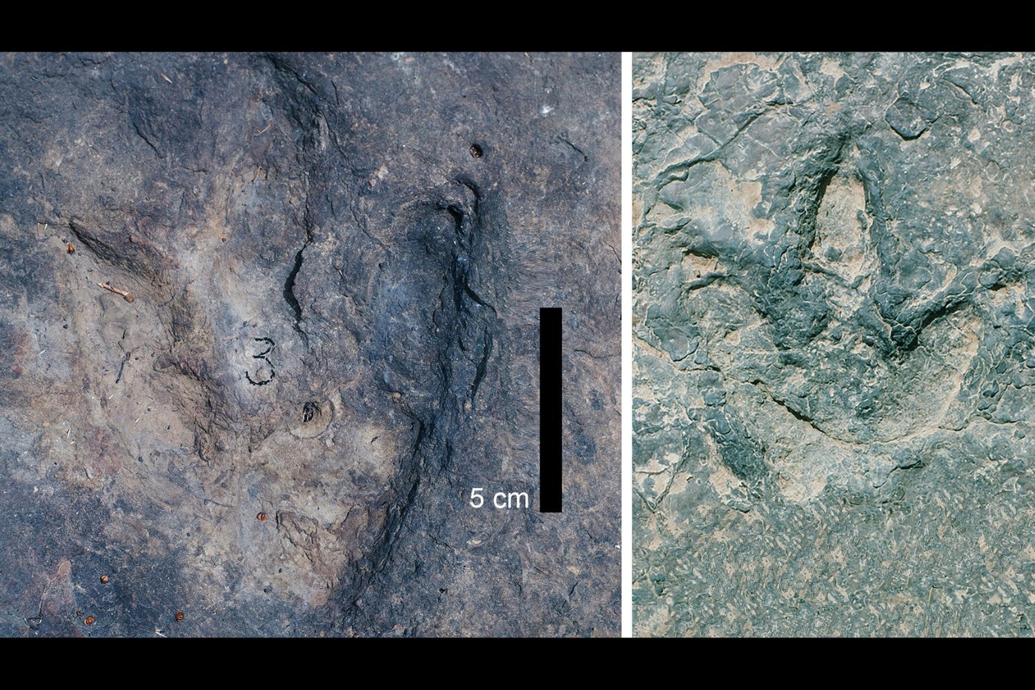 Dinosaur Footprints Reveal Ancient Continental Connection