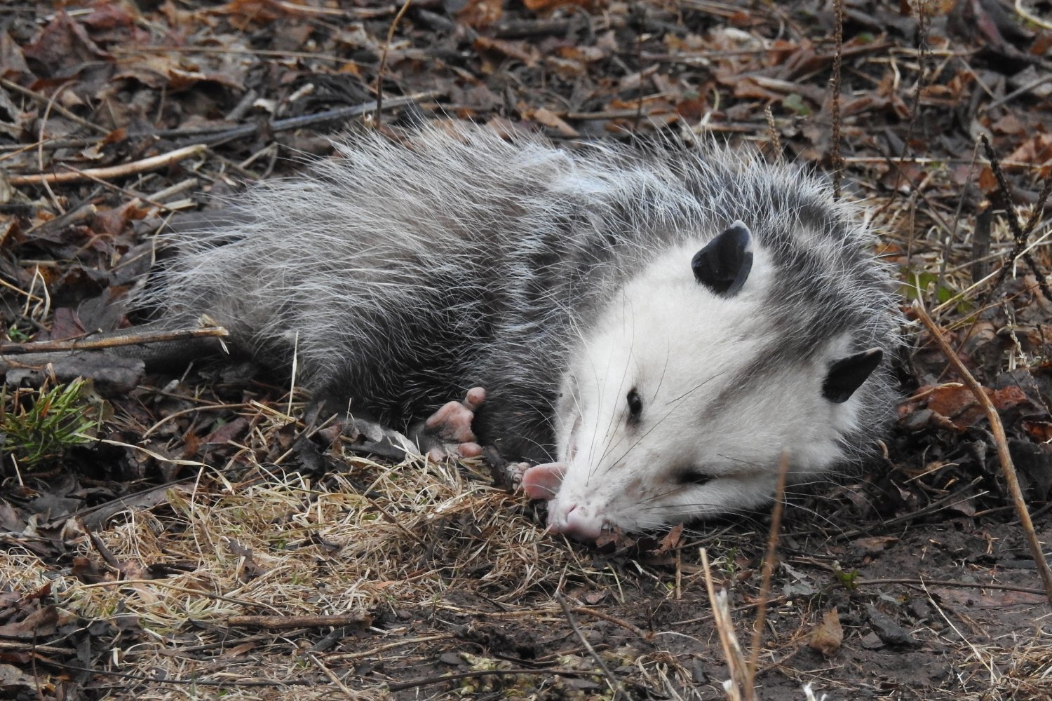 How Animals Perceive Death: A Look Beyond Human Grief