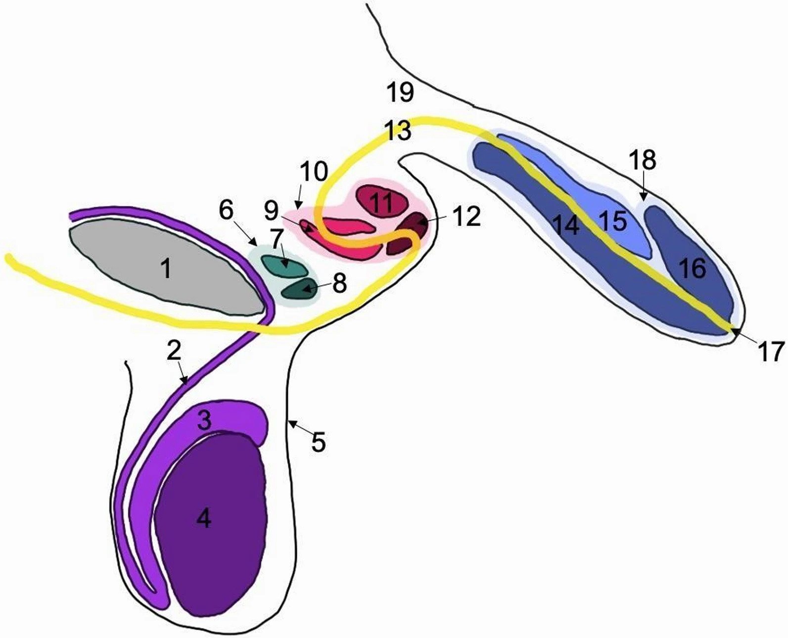 Three Penises