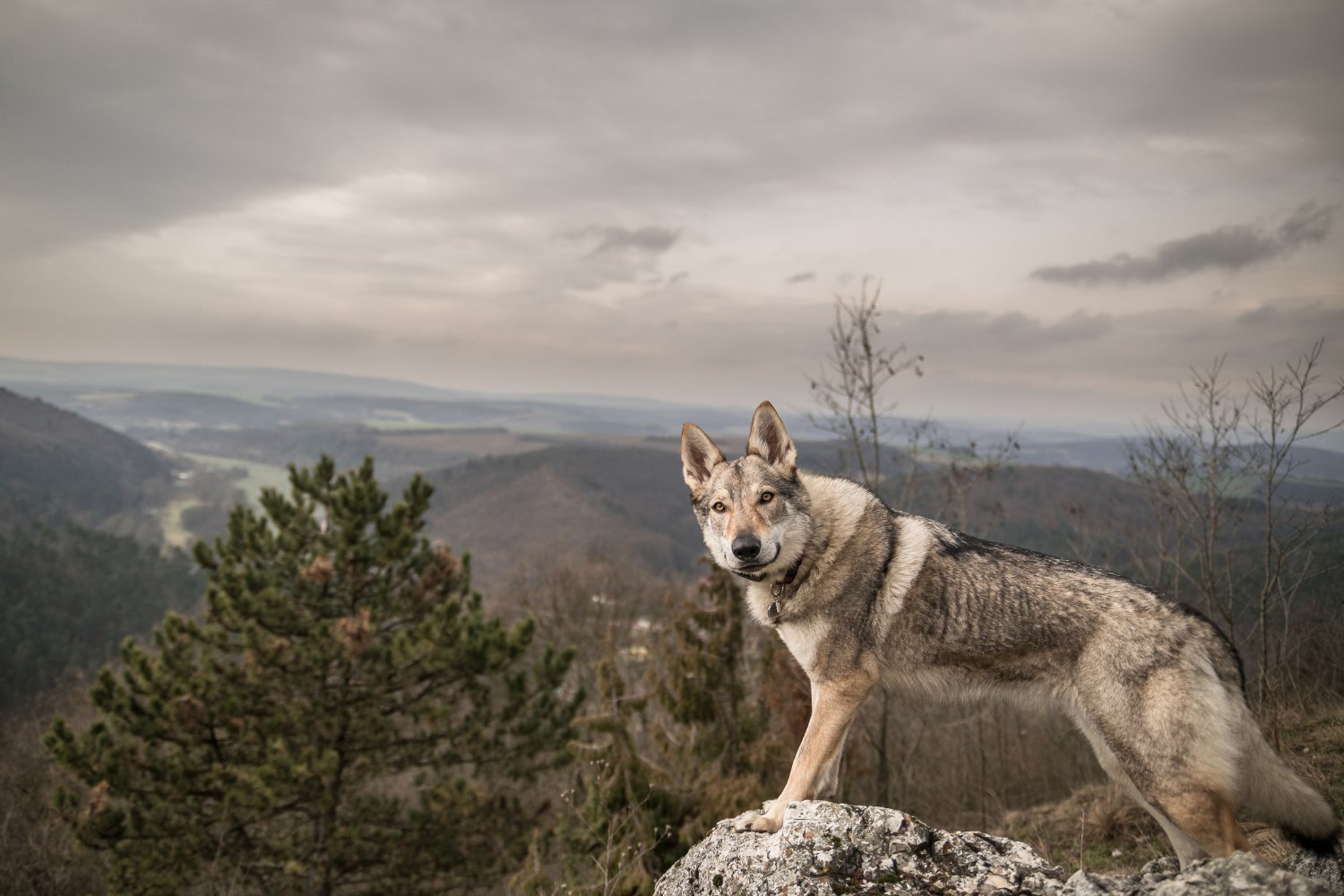 Unraveling the Complex History of Dog Domestication