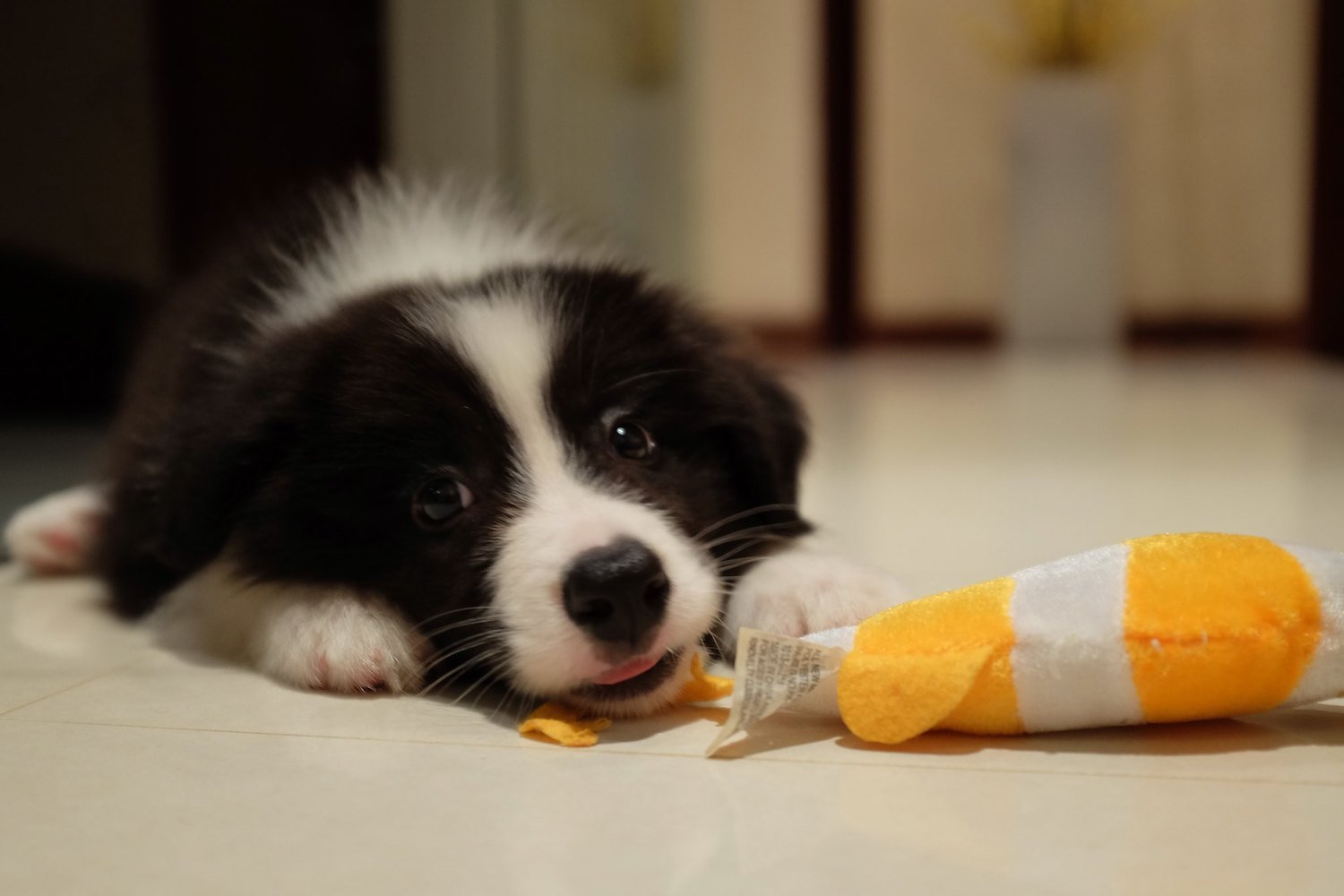 Dogs Remember Toy Names After Two Years: Study