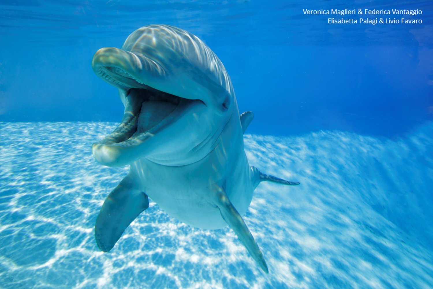 Dolphins 'Smile' While Playing, Just Like Us