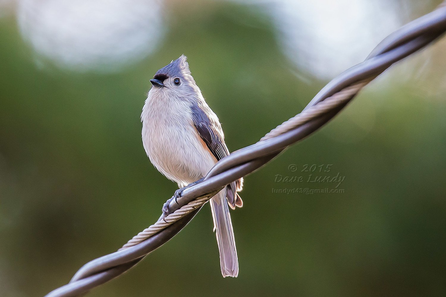 Electrocuted Birds: An Unlikely Cause of Wildfires