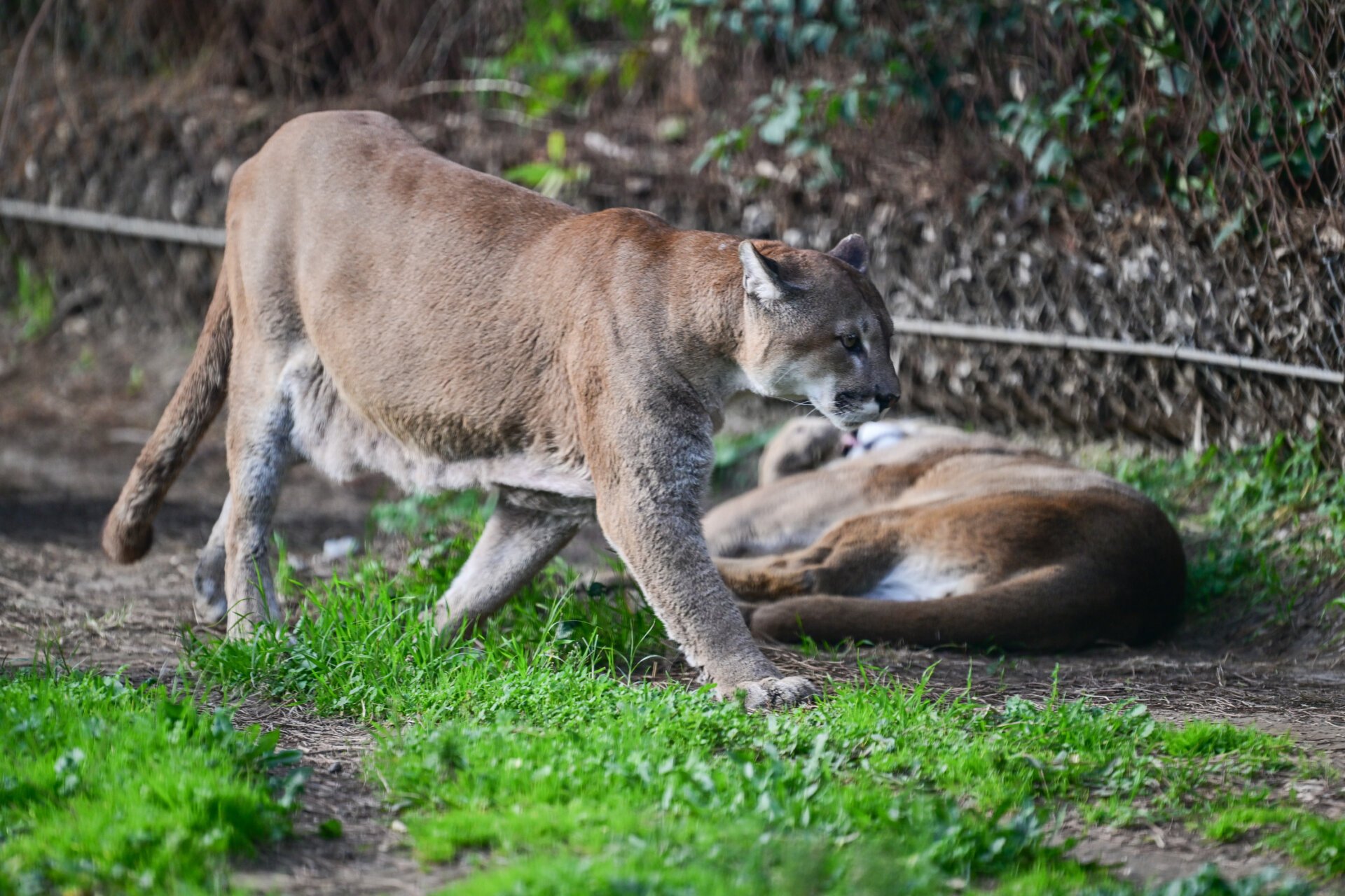 Fatal Brain Virus, Rustrela, Found in US Mountain Lion