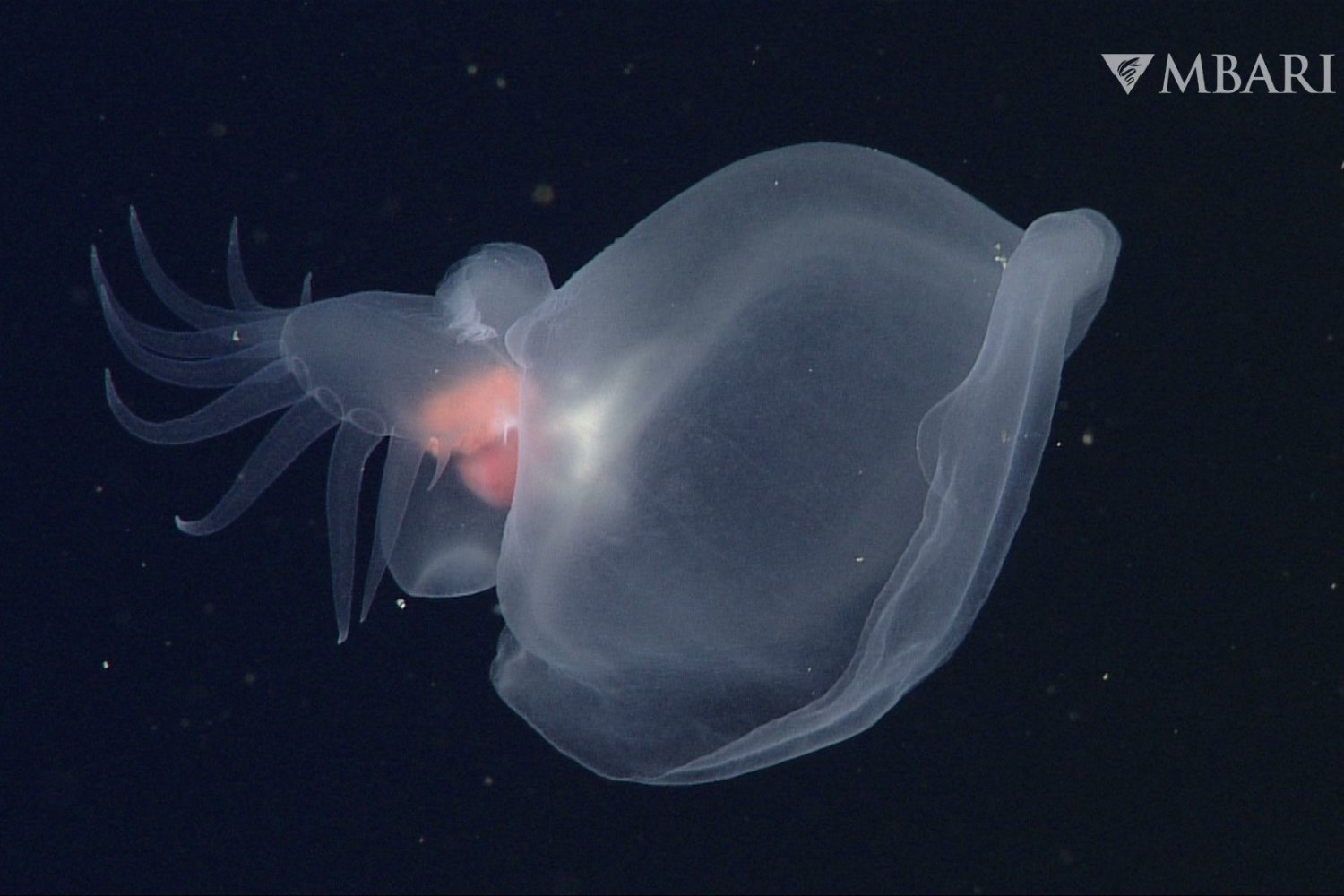 Unraveling the Mystery of the Deep-Sea Glowing Mollusk