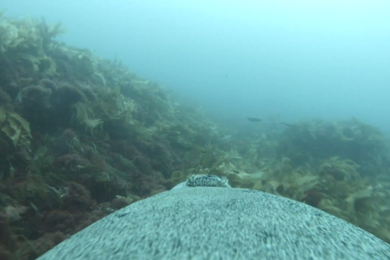 Sea Lions Help Map Endangered Habitats Off Australian Coast