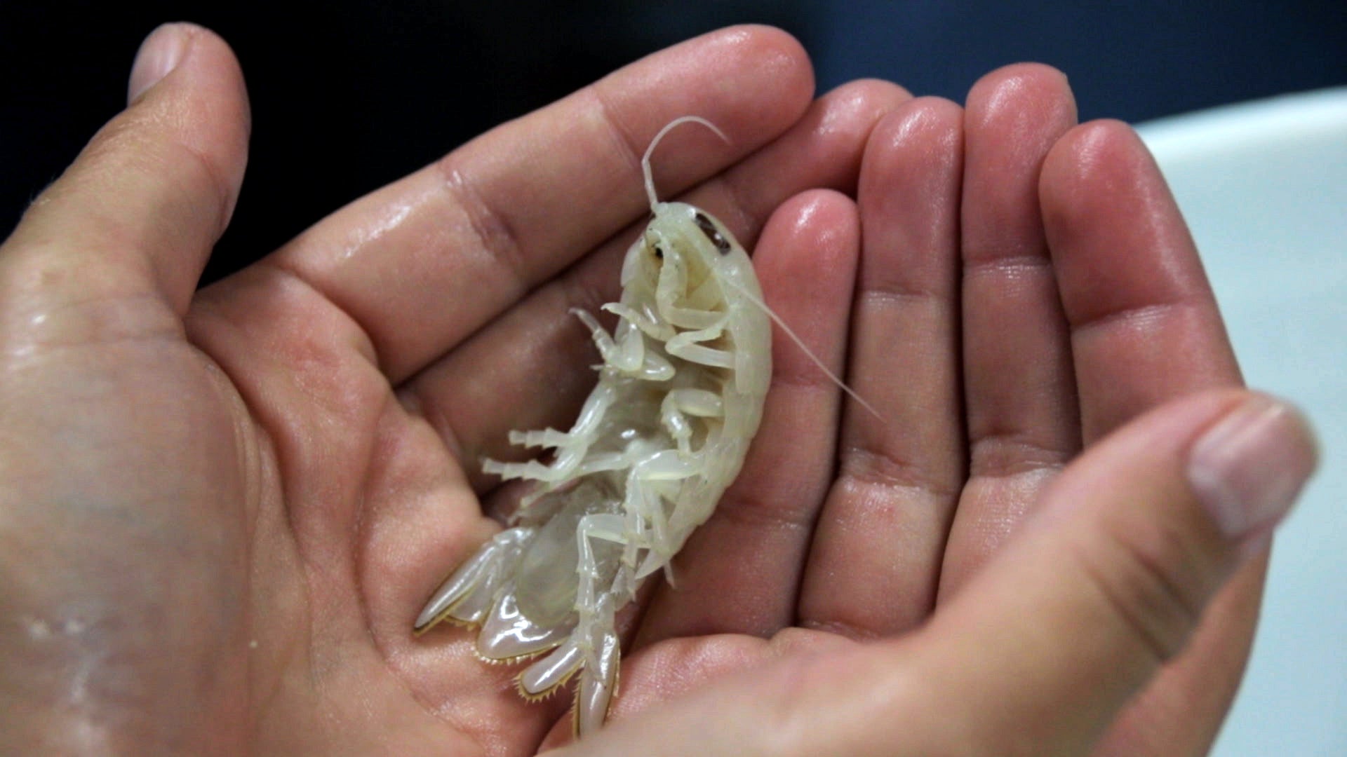 Alt: Close-up of the newly discovered deep-sea isopod species, Booralana nickorum, appearing translucent white. 