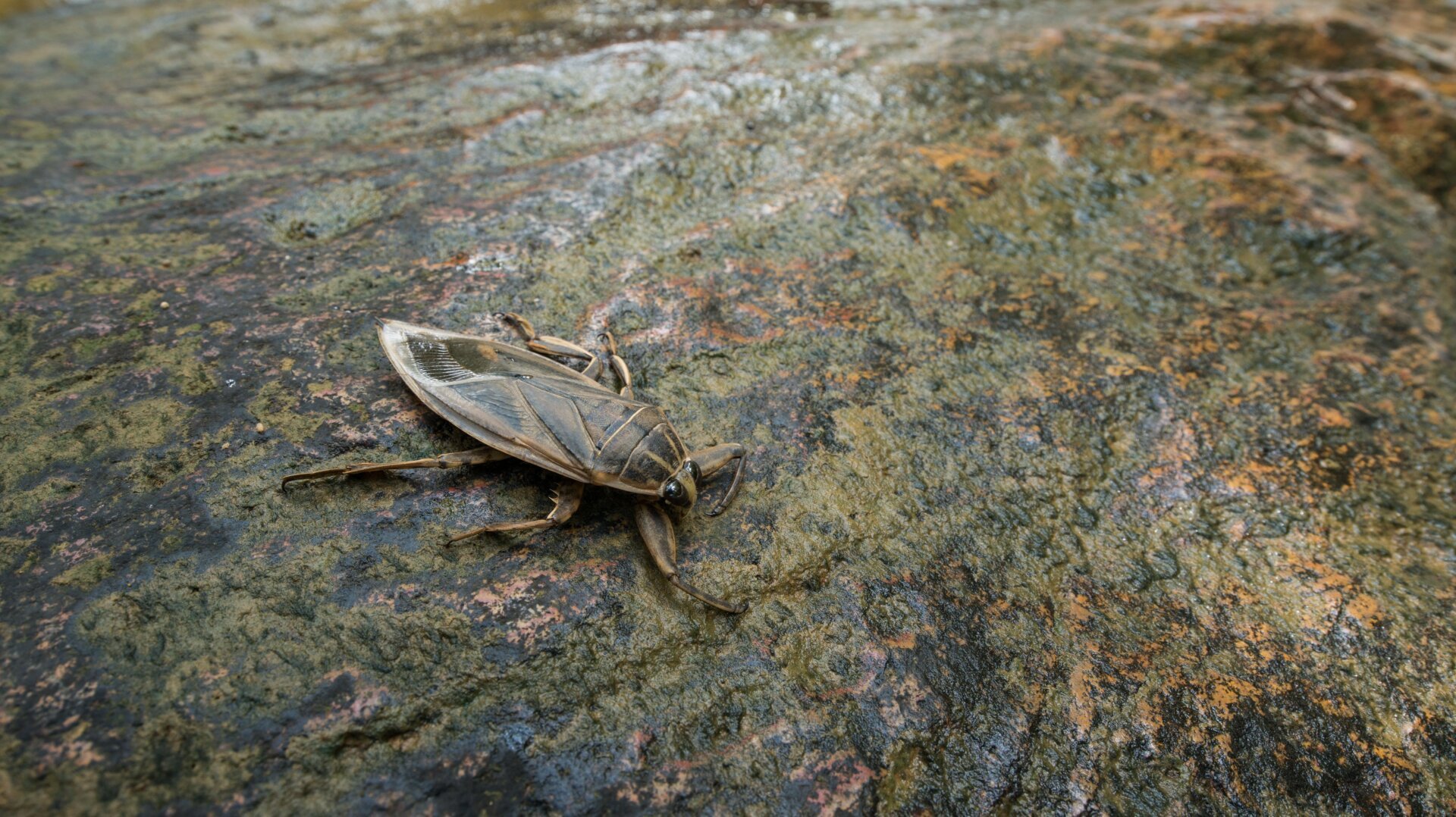 Giant Water Bugs (Lethocerus patruelis) Discovered in Cyprus