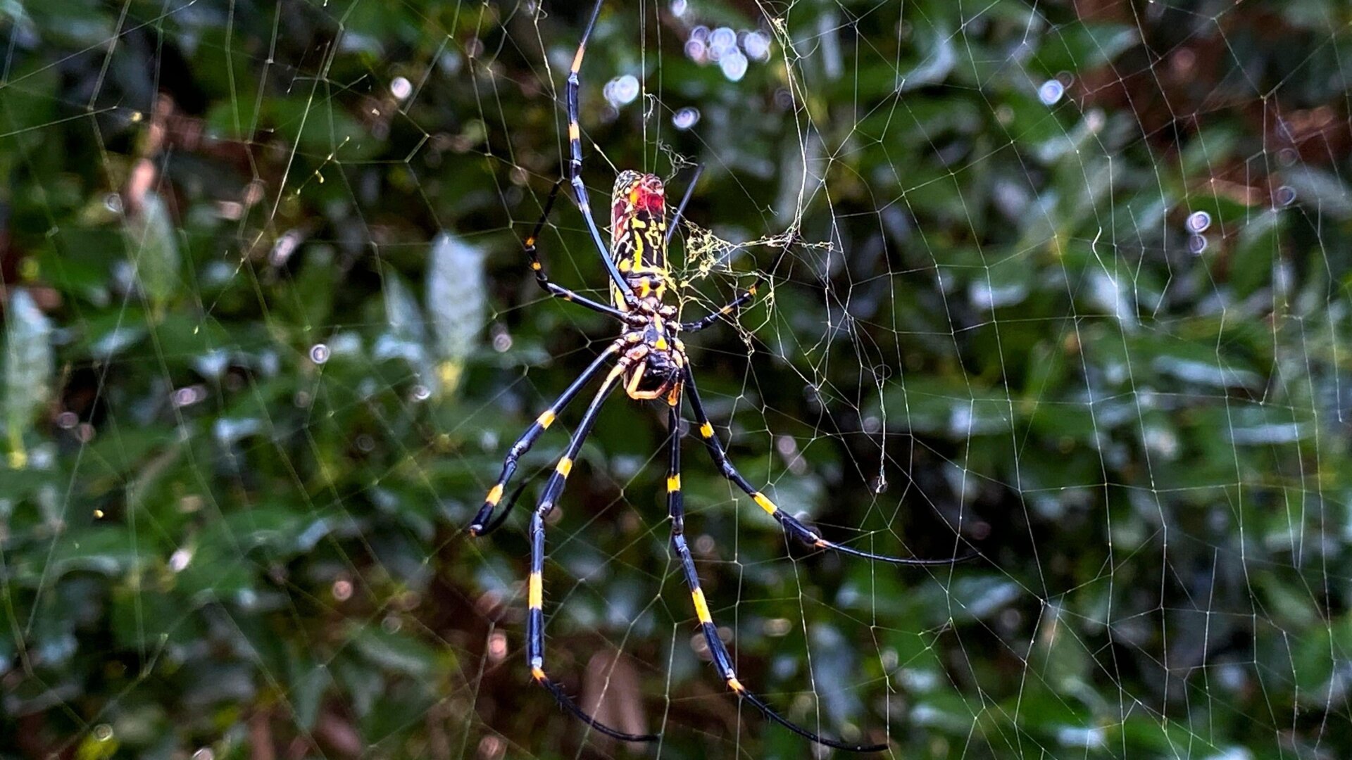 Giant Joro Spiders Expected to Arrive in New York and New Jersey