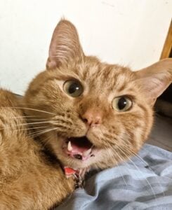 Cheddar the cat reacting to a vet visit