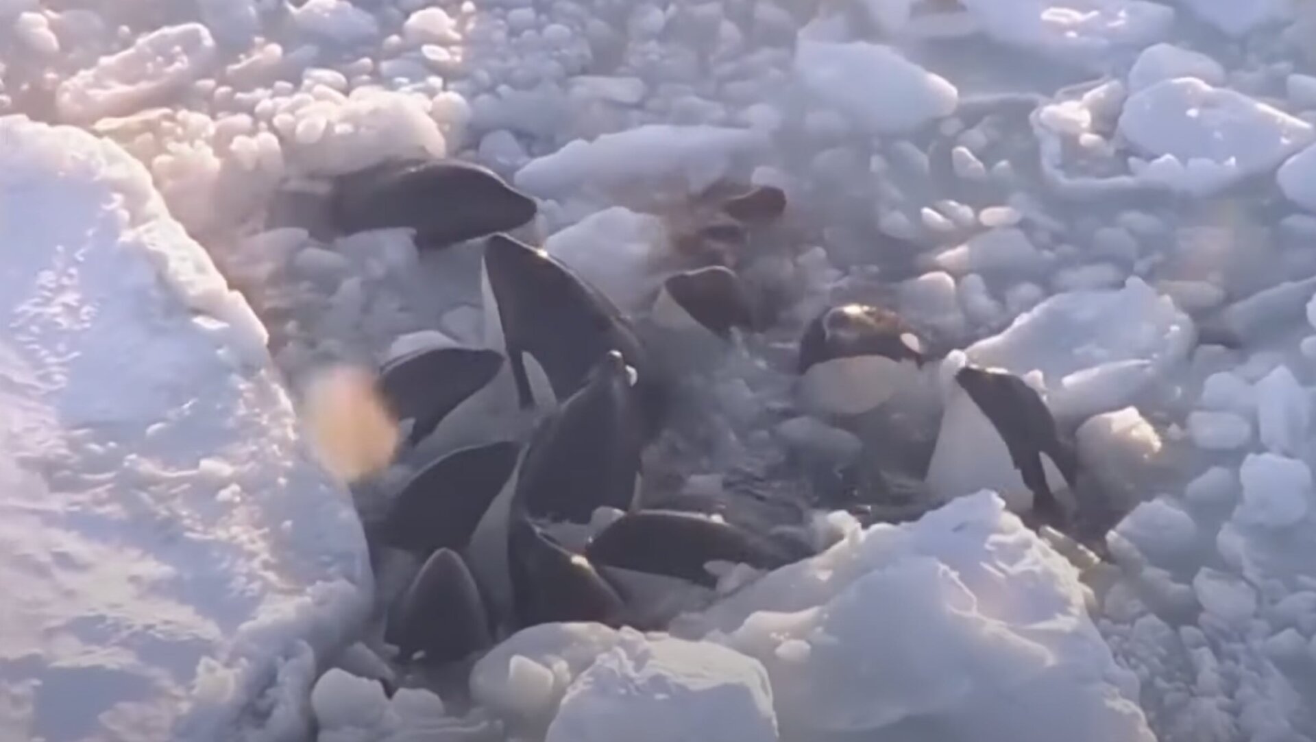 Orcas Escape Icy Trap Off Japan Coast