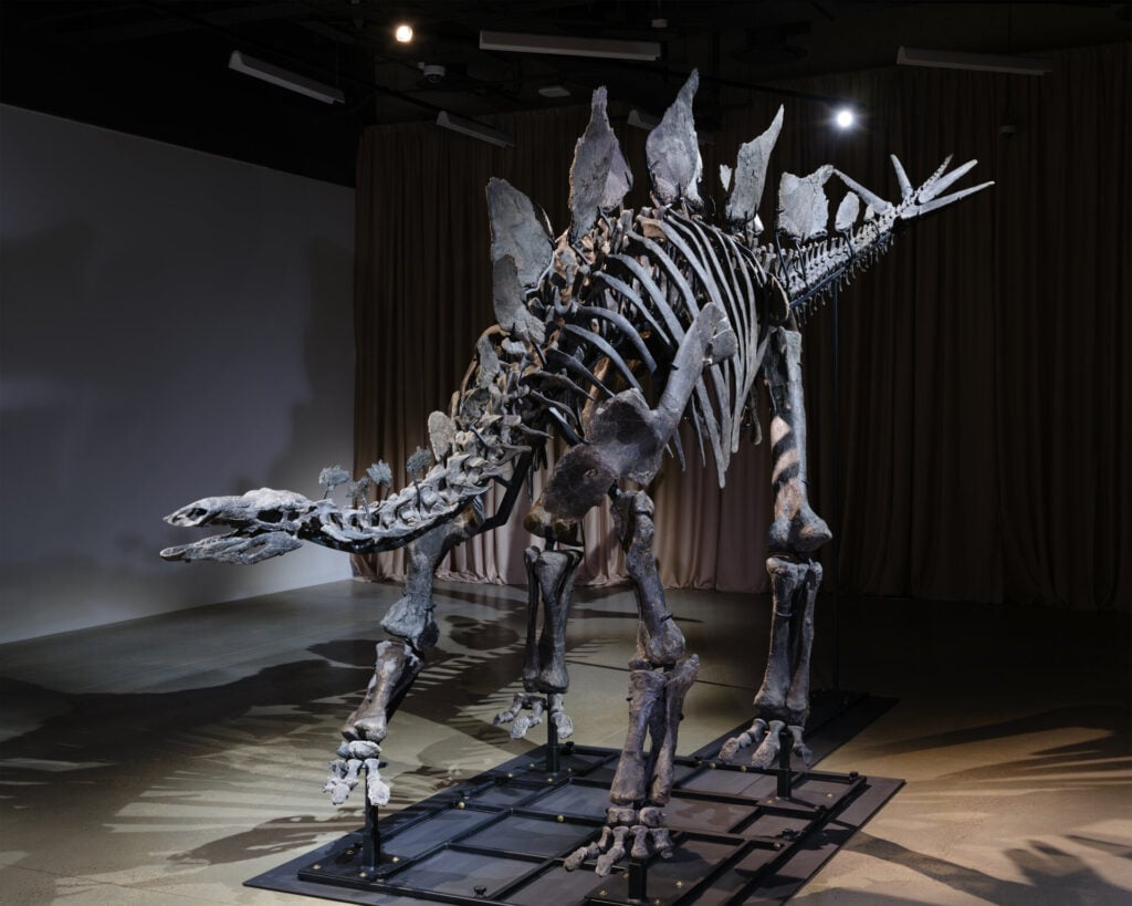 The Apex Stegosaurus on view in the American Museum of Natural History’s Richard Gilder Center for Science, Education, and Innovation