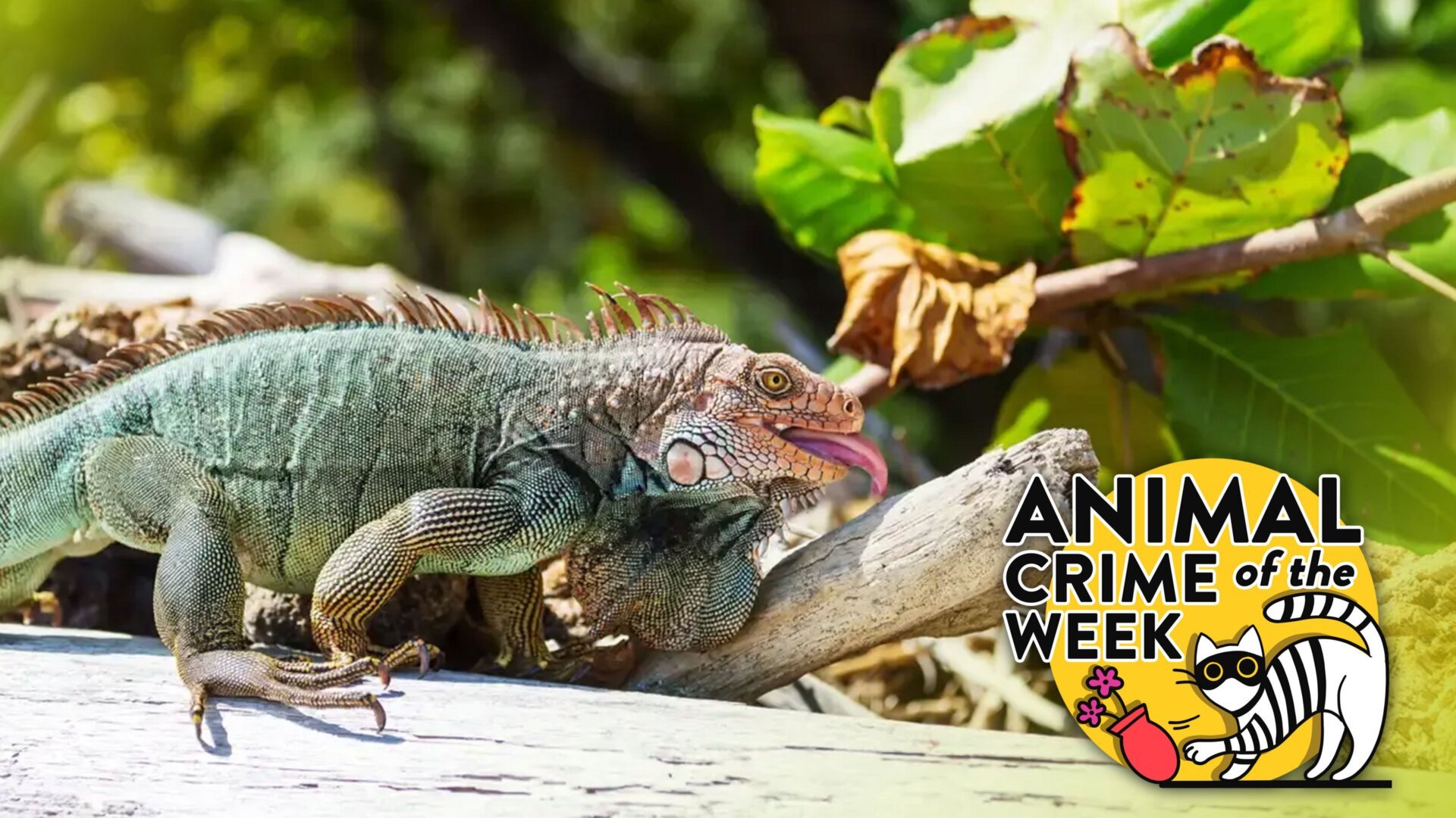 Iguana Bites Child, Steals Cake, and Transmits Rare Infection