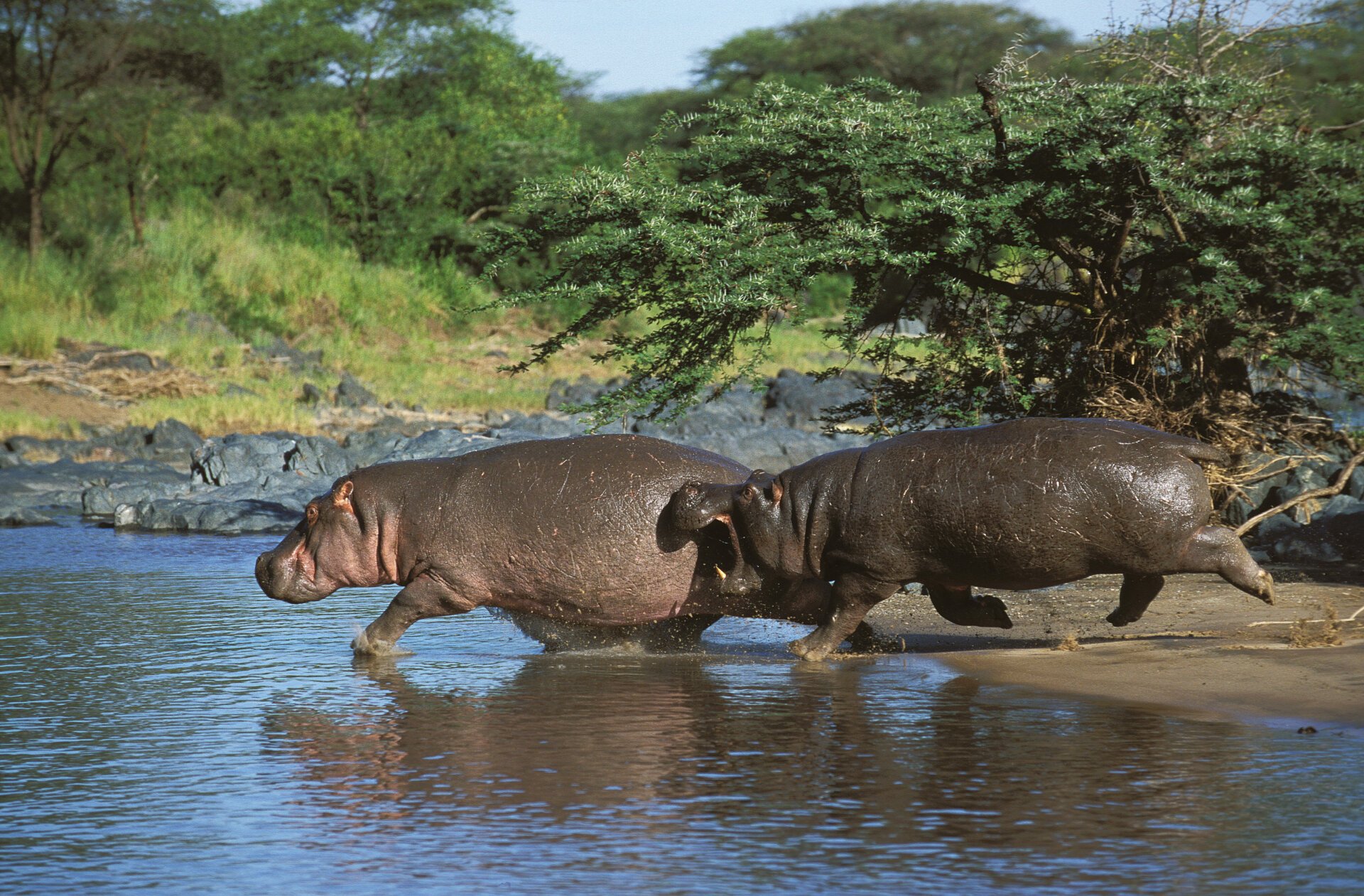 Hippos Briefly Become Airborne While Trotting