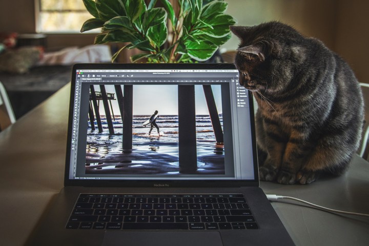 alt=A cat looking at a laptop screen displaying the Adobe Photoshop interface.