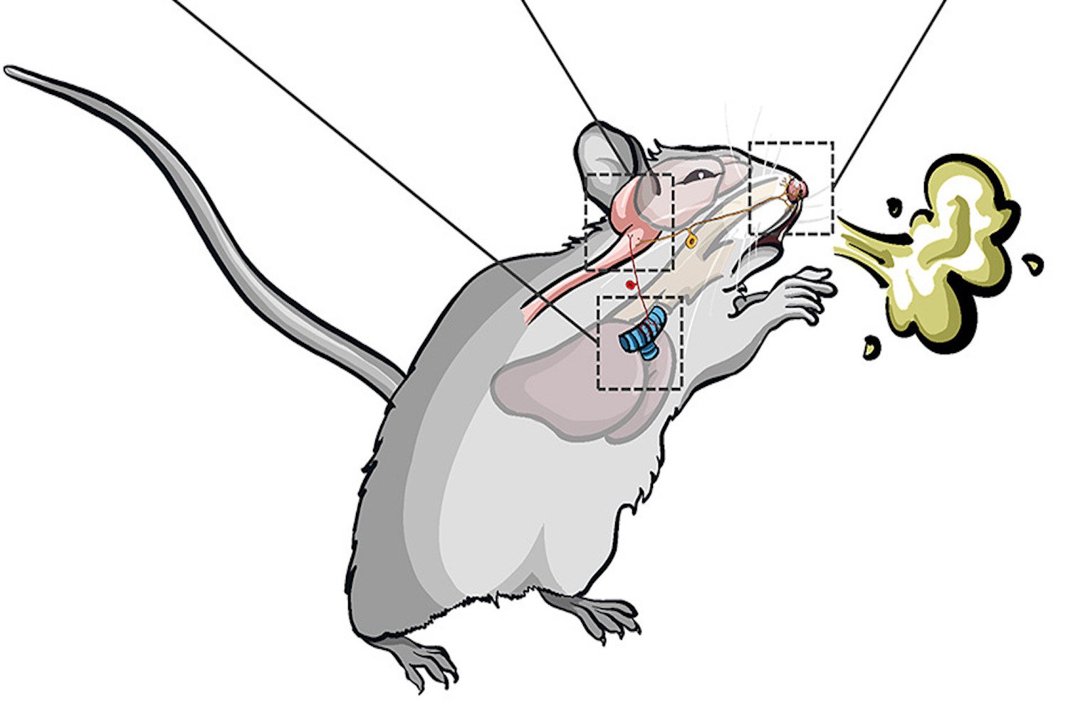 alt text: A microscopic image of a mouse's nasal passage with highlighted MrgprC11 receptors