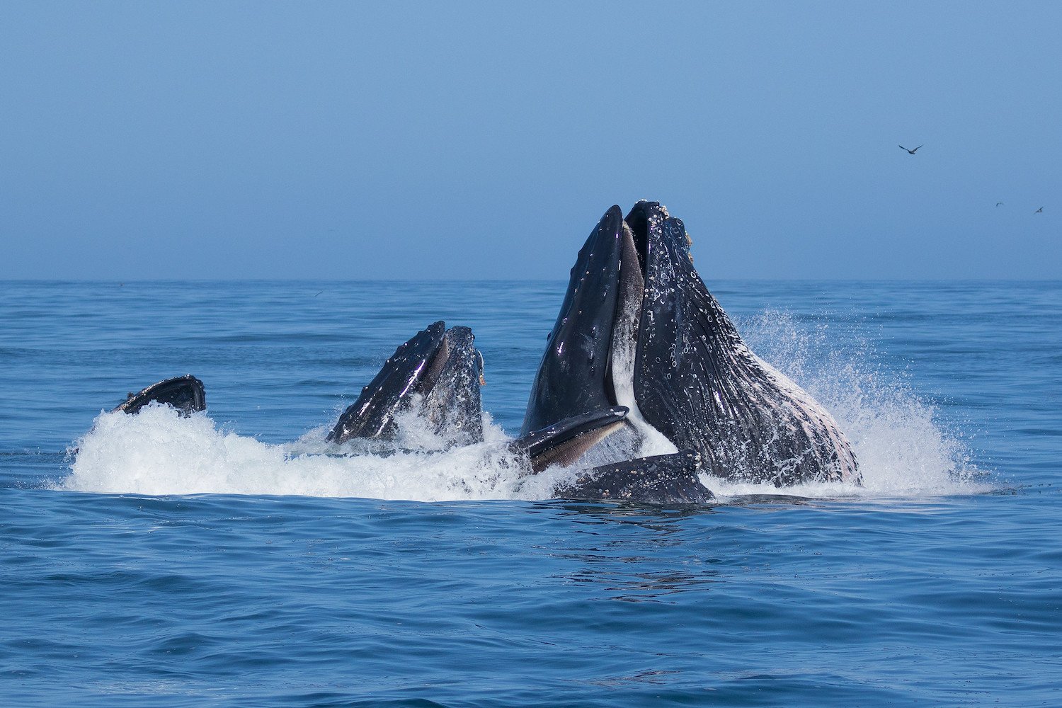 Humpback Whales: Master Bubble-Net Weavers and Tool Users