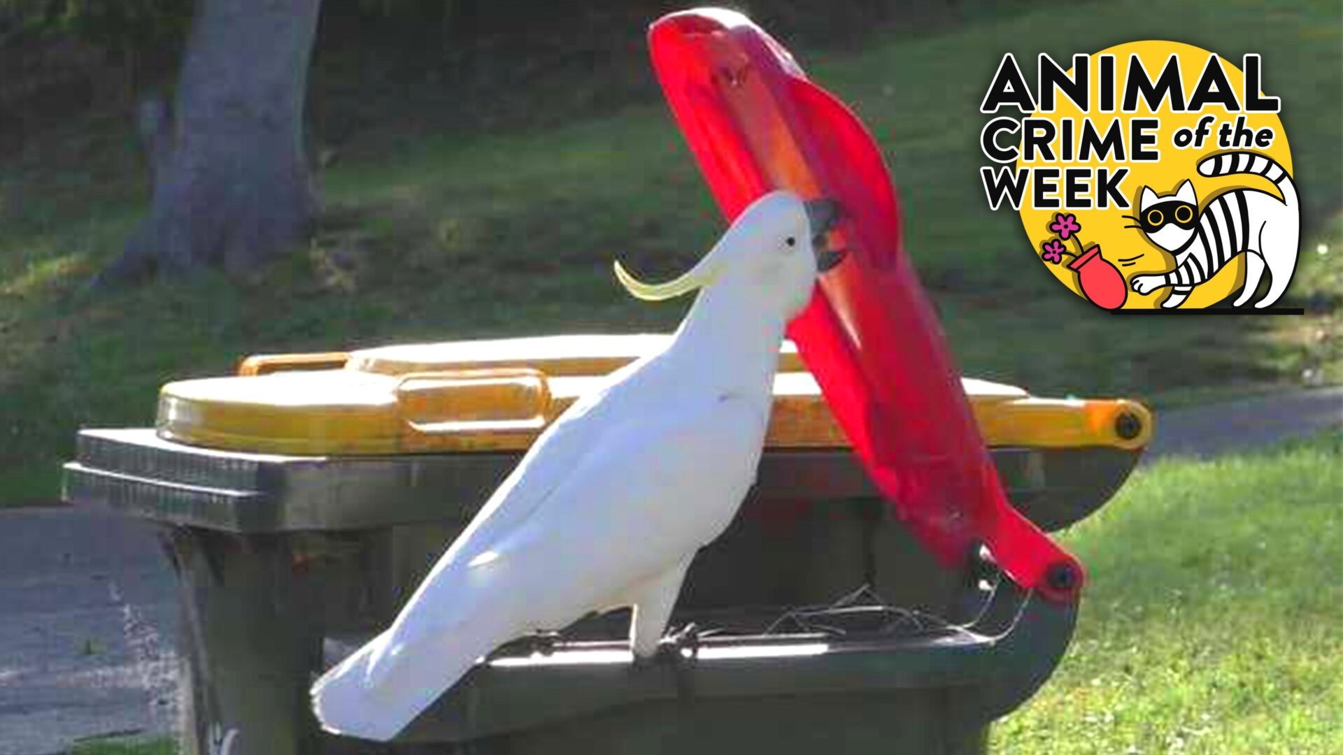 Cockatoo Crime Wave: Australian Parrots' Trash-Raiding Tactics