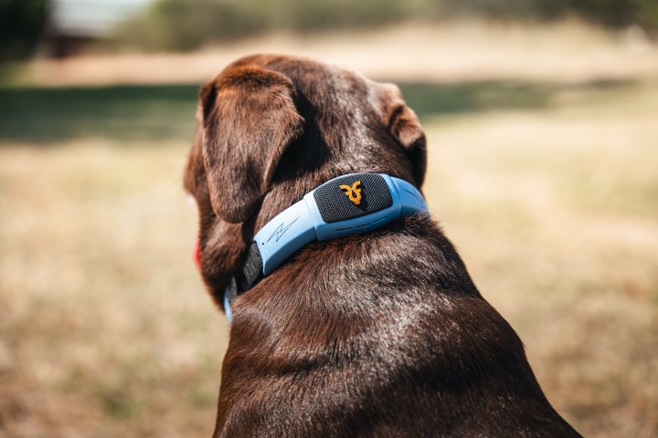 A dog wearing the Personifi AI Shazam Band.