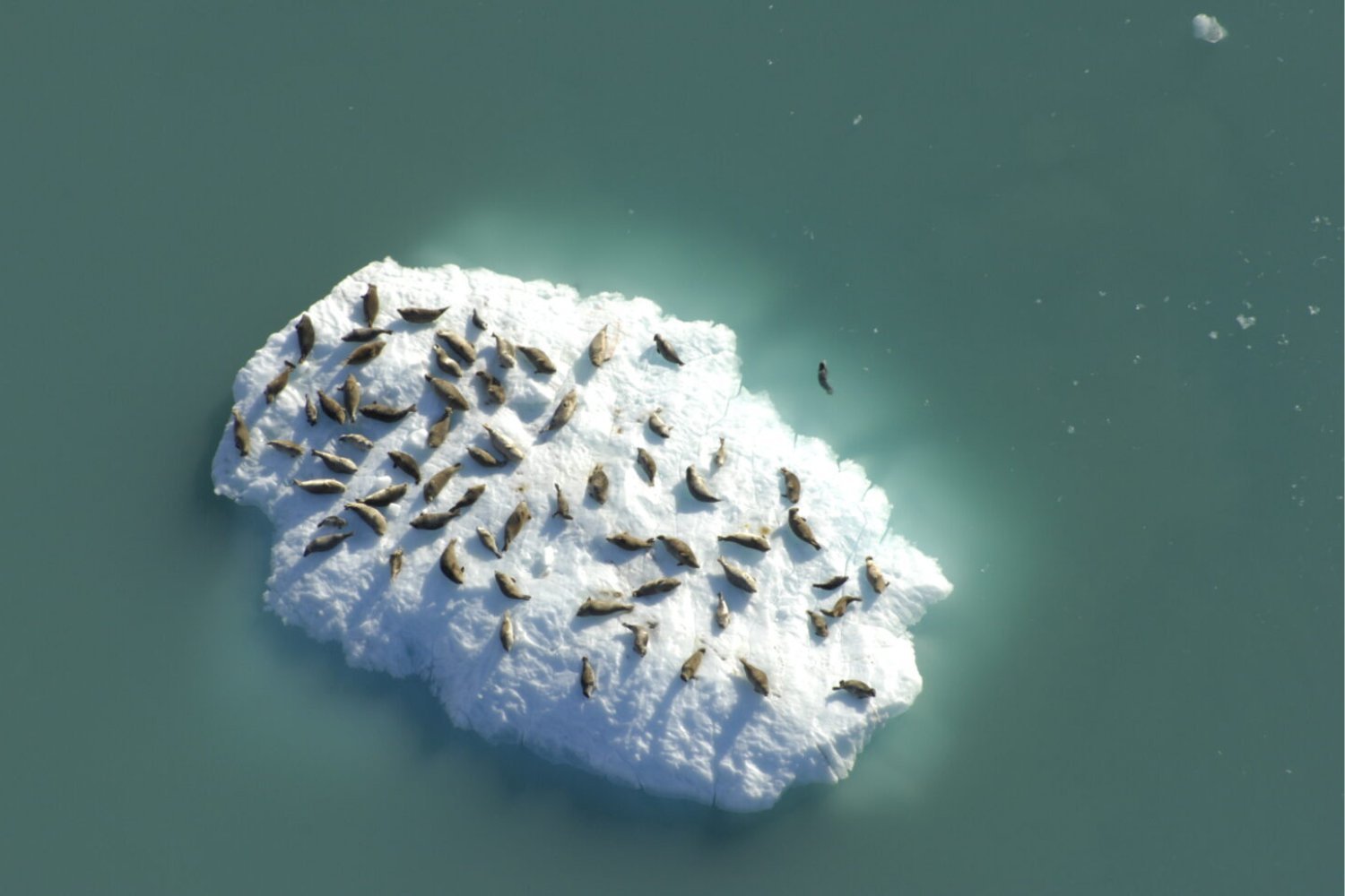 Alaskan Harbor Seals Strategically Choose Icebergs Based on Season