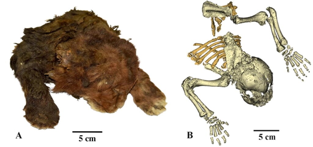 A photo of the mummified saber-tooth cat cub alongside a CT scan revealing its skeletal structure.