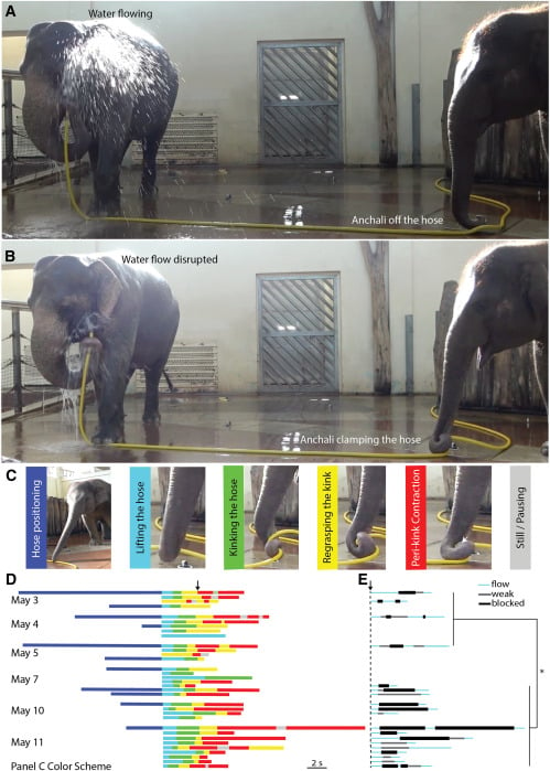 alt text describing the image of an elephant using a hose, Mary, showering