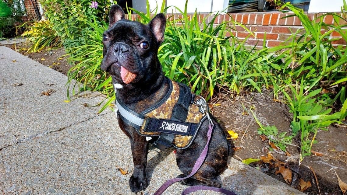 French Bulldog Puppy Miraculously Regrows Jaw After Cancer Surgery