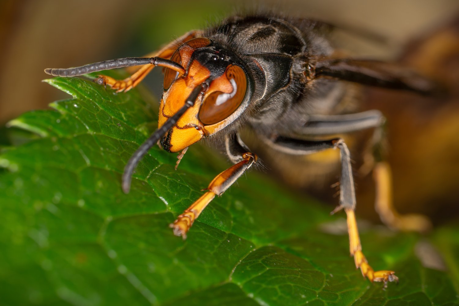 US Declares Victory Over the "Murder Hornet"