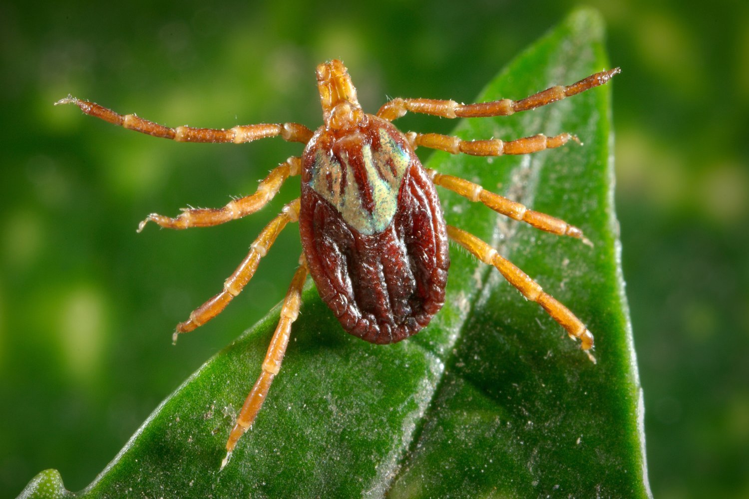 Rickettsia parkeri: A New Tick-Borne Threat Emerges in the Northeastern US