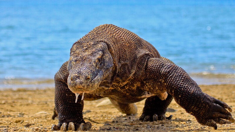 Komodo Dragons' Iron-Clad Teeth: A Bite Built to Last