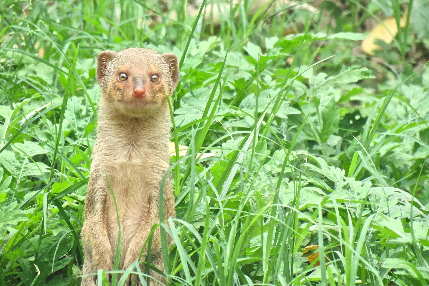 Mongooses Eradicated From Japanese Island After Targeting Endangered Rabbits