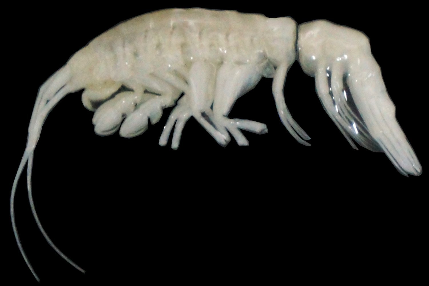 New Predatory Amphipod Discovered in the Hadal Zone of the Atacama Trench