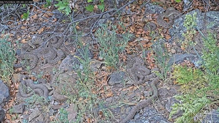 Watch Thousands of Pregnant Rattlesnakes in Their Natural Habitat