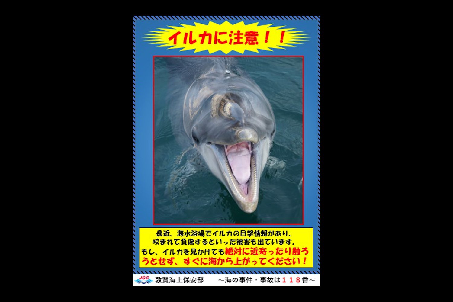 Dolphin Bites in Japan: A Sign of Loneliness or Aggression?