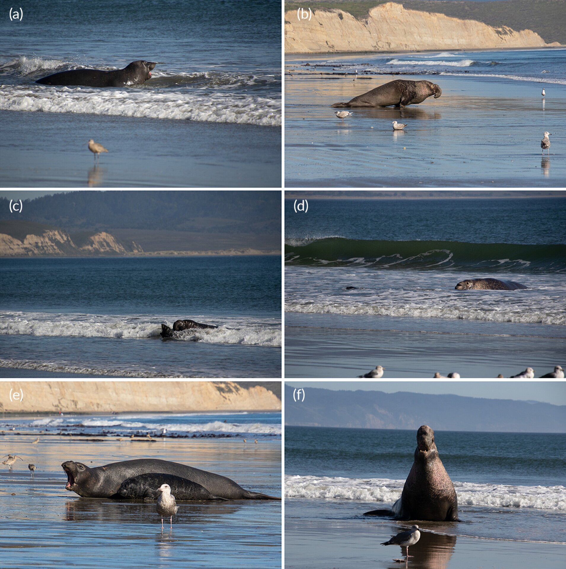 alt: An alpha male elephant seal pushes a young pup towards the shore in a rescue effort.