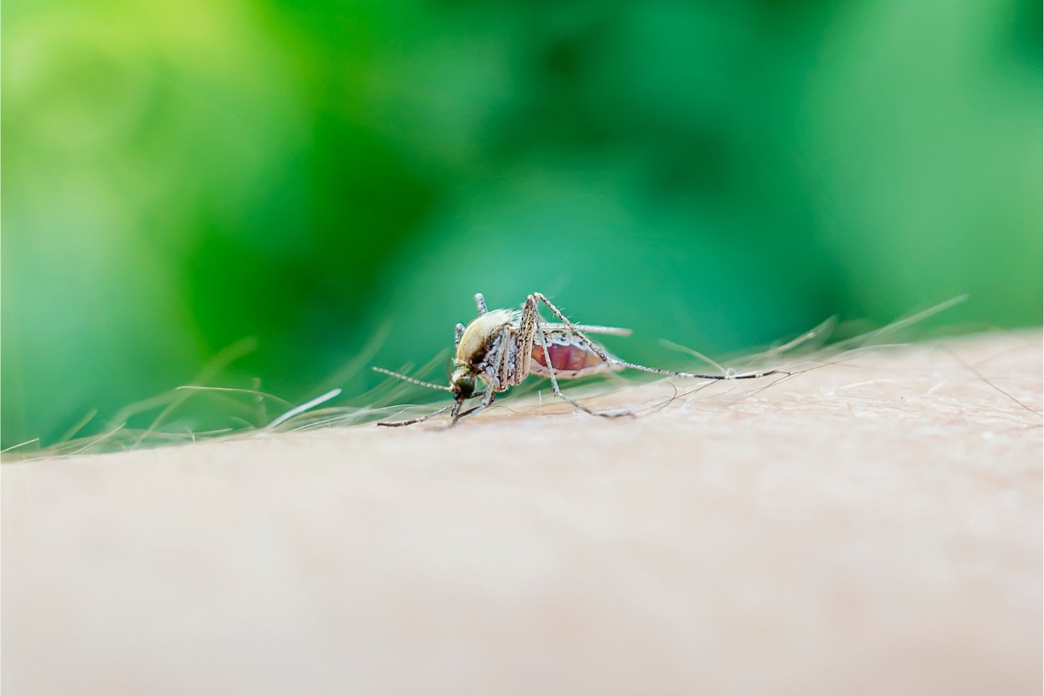 Massachusetts Town Implements Voluntary Curfew Amid Rare Mosquito-Borne Virus Threat