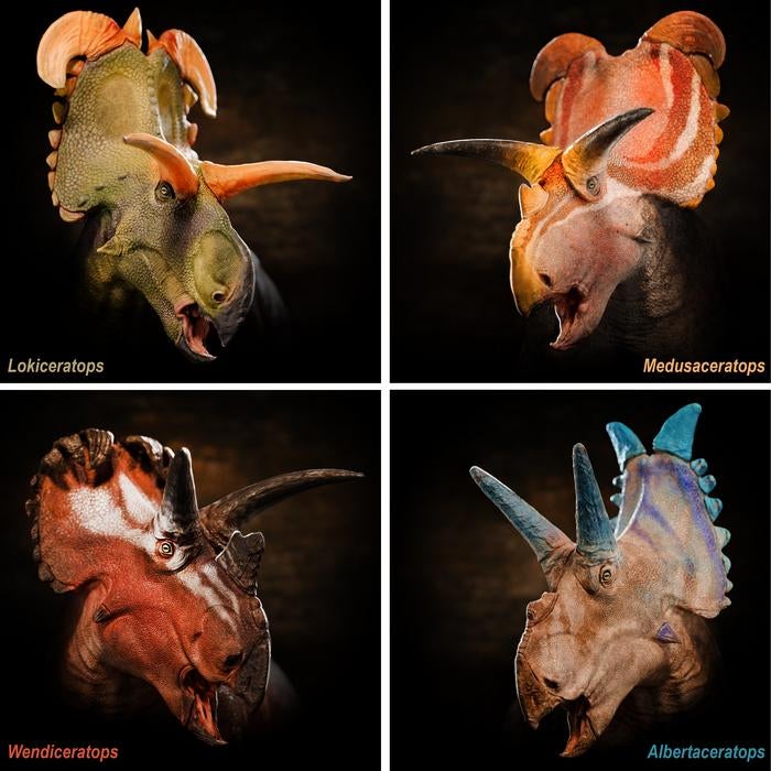 Reconstructions of all four centrosaurine dinosaurs that lived together in the Kennedy Coulee Assemblage of northern Montana and southern Alberta.